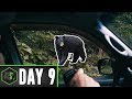 BLACK BEAR WITHIN 8 FEET. BEAR DOG TRAINING. DAY 9. BLACK BEAR WITHIN 8 FEET. BEAR DOG TRAINING. DAY 9.