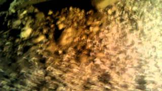 Moths around lantern