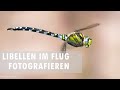Libellen im Flug fotografieren