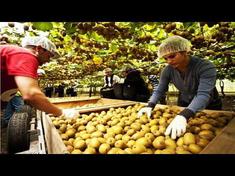 Kiwi Fruit Harvesting Picking and Packing - Amazing Agriculture Kiwi Farm