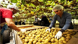 Kiwi Fruit Harvesting Picking and Packing - Amazing Agriculture Kiwi Farm Technology