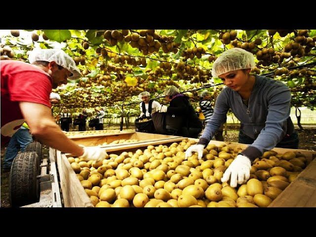 Kiwi Fruit Harvesting Picking and Packing - Amazing Agriculture Kiwi Farm Technology class=