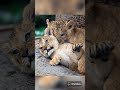 Cute Lion Cubs #shorts #cute lion cubs