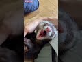 ferret videos Aitaro Yawn #shorts