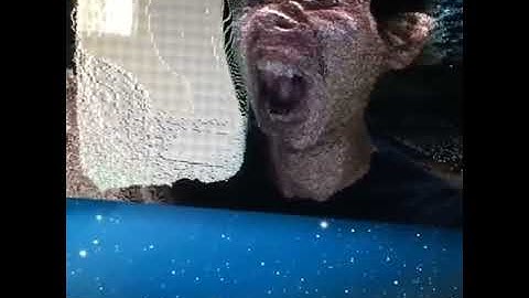 openframeworks ofMesh ofVbo cam