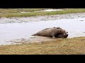 Grey Seal pair, Donna Nook, Lincolnshire, 28.11.19