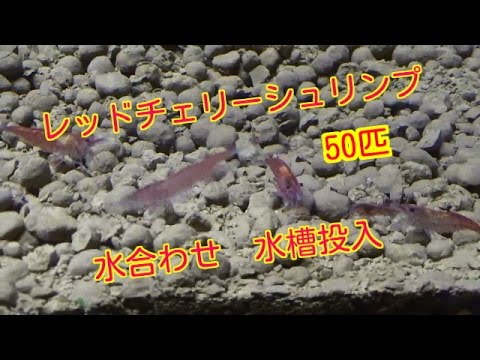 レッドチェリーシュリンプ 50匹水合わせ水槽投入 ミナミヌマエビred Cherry Shrimp Youtube