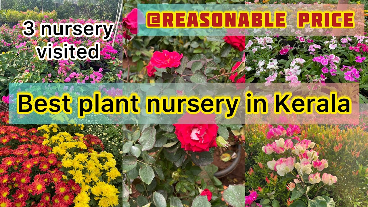 💢 💚 BEST PLANT NURSERY IN THRISSURNurseryൽ പൂക്കളുണ്ടാവുന്ന രഹസ്യം