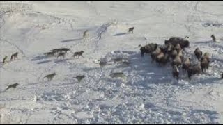 ЧОНО ДУУДДАГ МОНГОЛ АНЧИН Mongolian Hunter Wolf Howl for Calling In Wolves