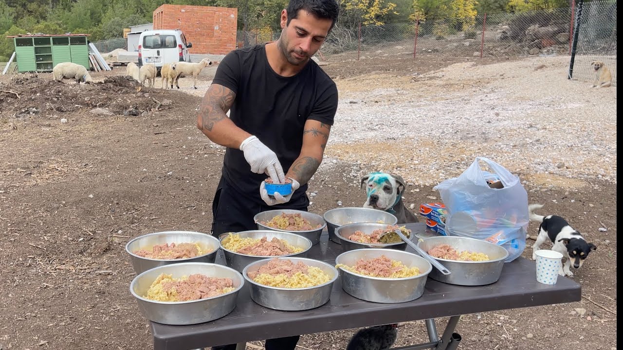 THIS IS HOW I FEED MY DOGS