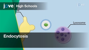 Endocytosis | Cell Bio | Video Textbooks - Preview