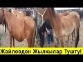 Жайлоодон Жылкылар Тушту! 
Озгон Мал базары!