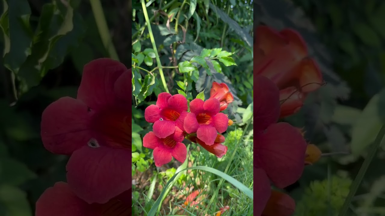 Campsis radicans, the trumpet vine. So beautiful 