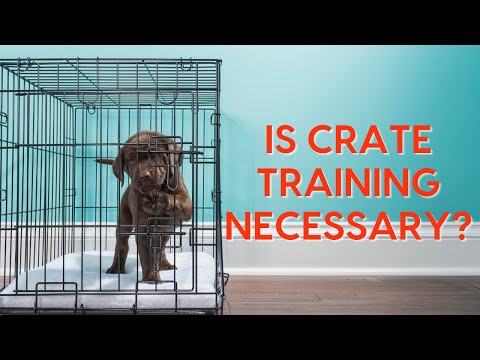 Videó: Néhány előnye és hátránya a láda képzésének: A kutyák tulajdonosainak fontolóra kell venniük