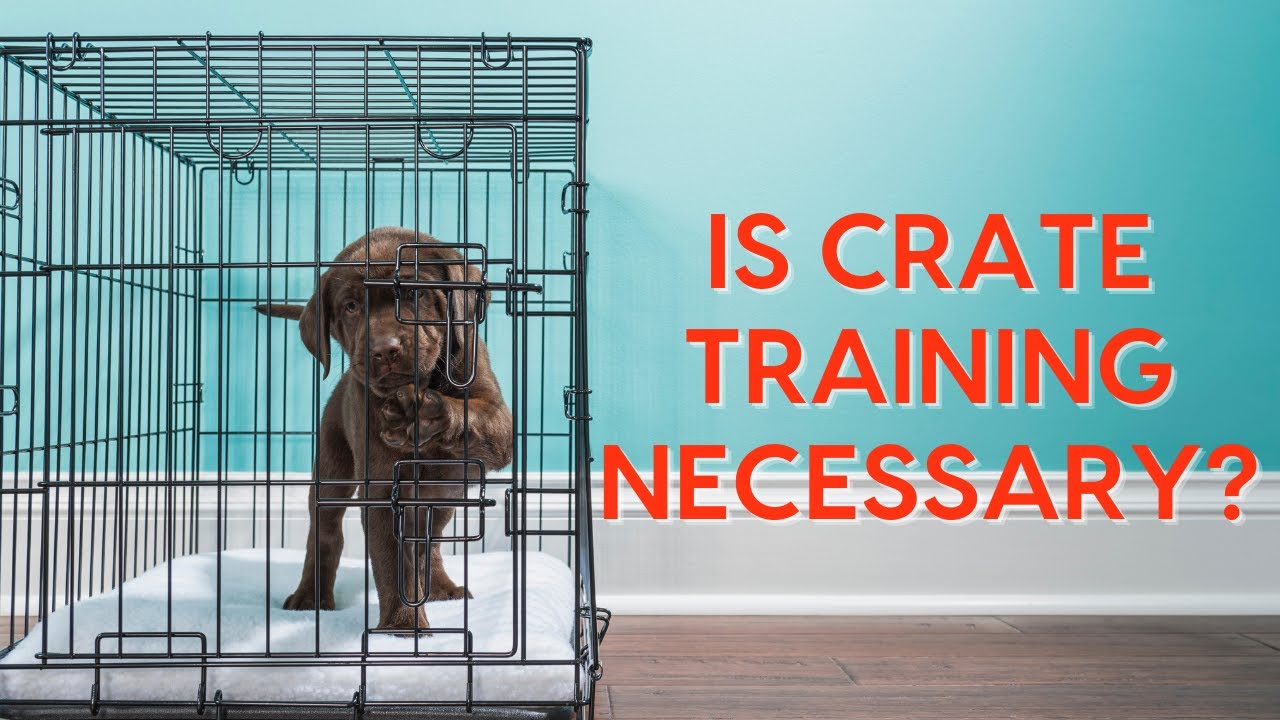 Dog Crate Training & Behavior Aids for Puppies,Crate Toys for Dogs