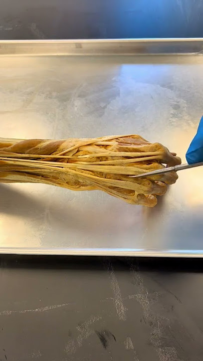The Inside of a Real Hand