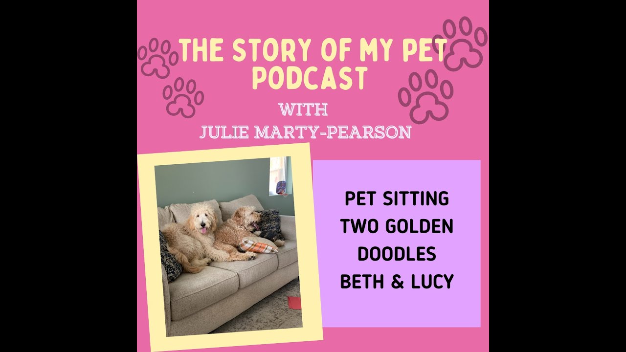 Pet Sitting Golden Doodle Dogs | The Story of My Pet