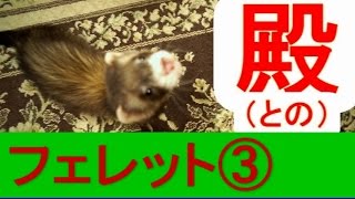 フェレット③殿（との）　ferret