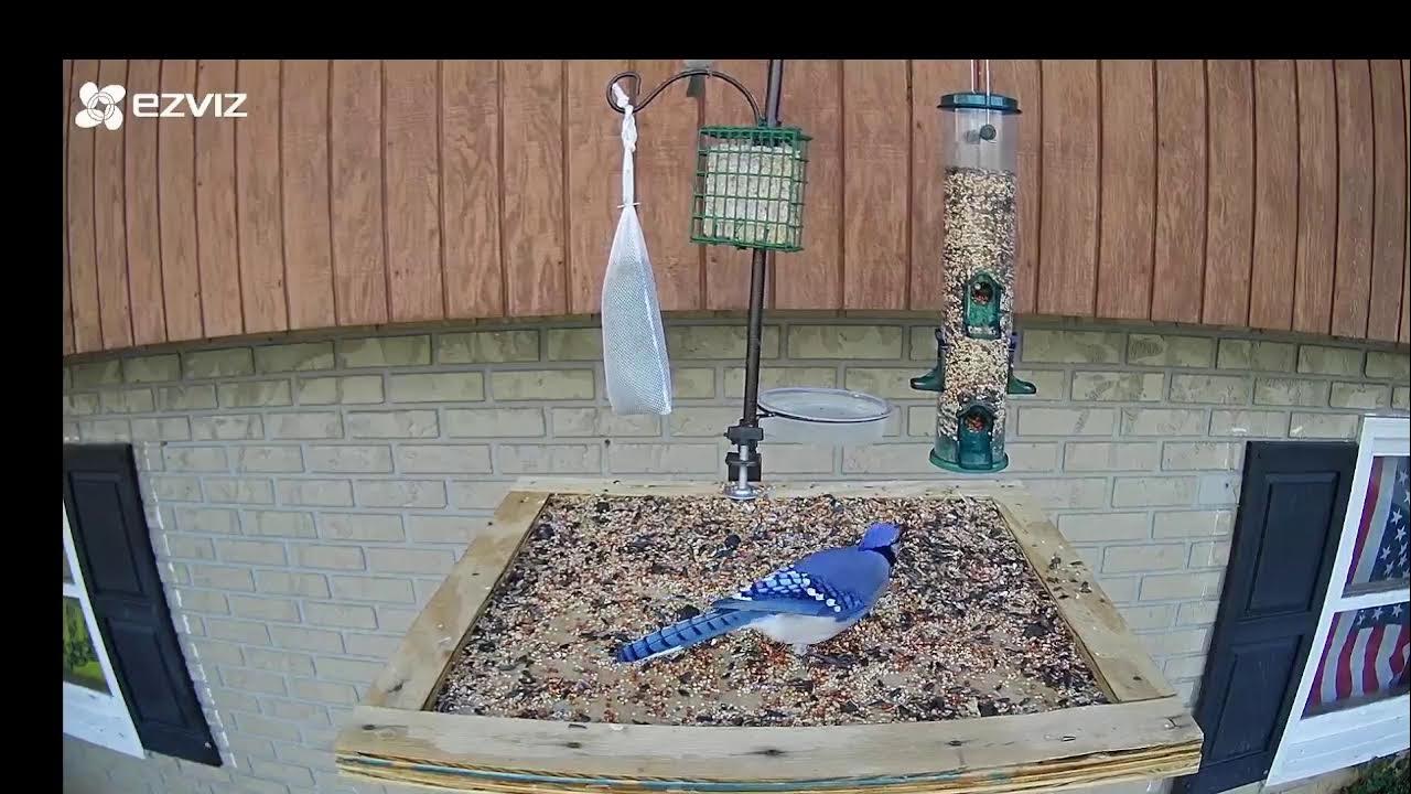 NE Tennessee Bird Feeder LIVE cam!!! YouTube