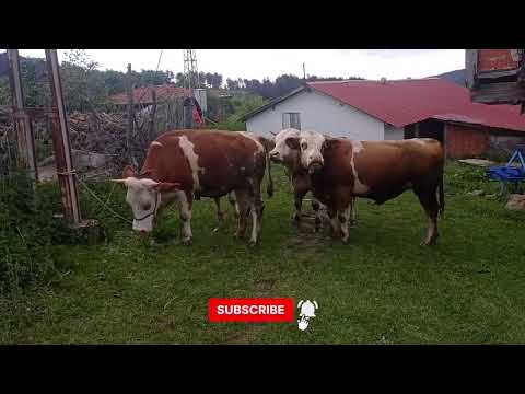 Cow mating / inek çiftleşmesi
