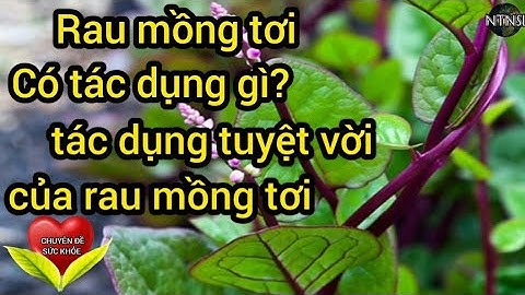 Sức khỏe: Rau mồng tơi có tác dụng gì? tác dụng tuyệt vời của mồng tơi - NTNSL