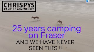 Fraser Island  25 years camping here and we have never seen this!