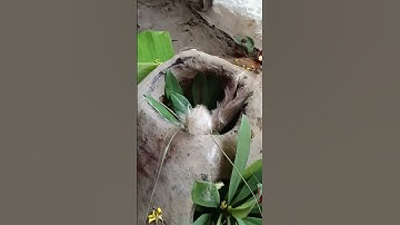 joi joi ma monosha #music #song #love #saraswati @HilightTribe