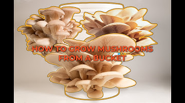 Grow mushrooms at home super easy in buckets