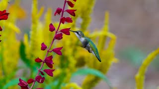 Flowers for Hummingbirds