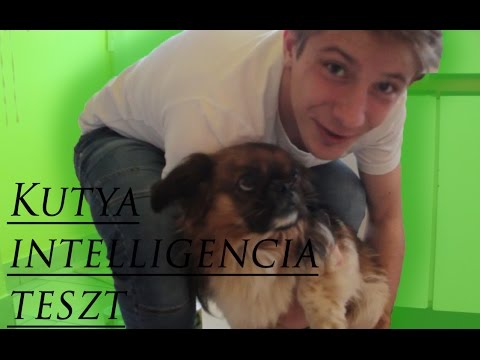 Videó: Intelligens kutya játékok