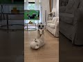 The little puppy is so chubby and still plays so great #funnydogs #cutedog #bichonfrise #doglover