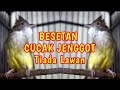 Terapi Cucak Jenggot Gacoran Suara Asli Jenggot Mp3 - Mp4 Download