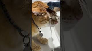 Cat Drinking Water While Cooling Itself Down