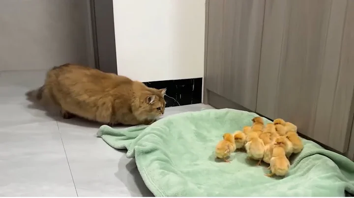 Video 11697581: scottish fold british shorthair, cat scottish fold british, fold british shorthair cute, scottish fold cat meowing, scottish fold cat kitten, scottish fold baby cat