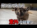 物置に置き去りにされた子猫家族を保護しました（Part10)