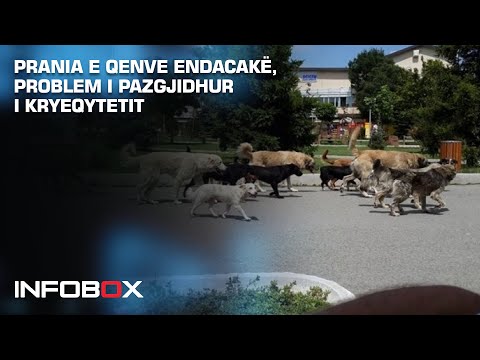 Video: Kush është personazhi kryesor i qenve endacakë të bungos?