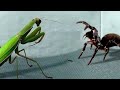 BATALHA DE INSETOS | BATTLE OF INSECTS