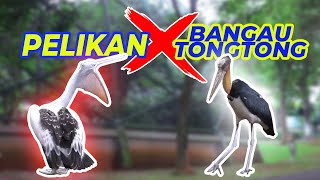 Pelikan X Bangau Tongtong short