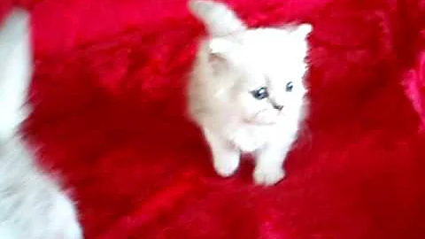 Watch the video about Twinka's Chinchilla Silver Kittens