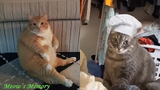 Try Not To LAUGH CATS Videos 😁 Funny Cat Memory 😹😍 #9