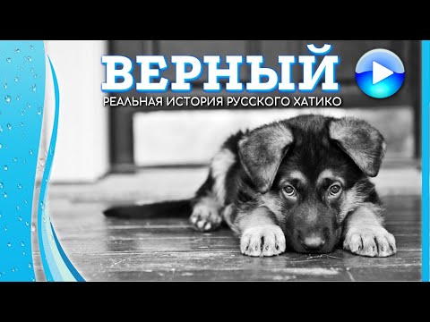 Реальная История Русского Хатико | Собака Ждала Своих Хозяев 8 Лет | Фильм Верный Kinopolet