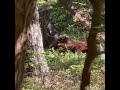 Hiker SH*TS HIS PANTS during BIG FOOT encounter in the wilderness!