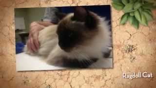 Humane Society Jonesboro Arkansas