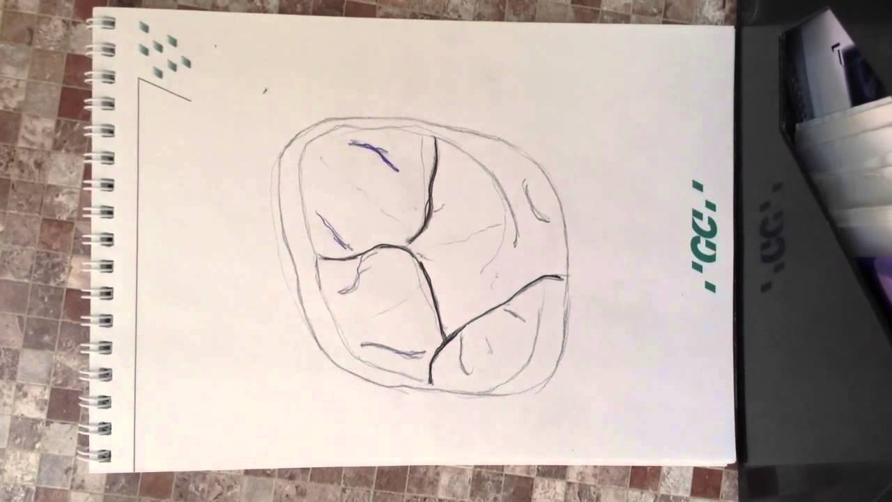 DentalПлюшки 2