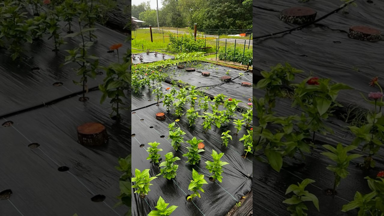 5 Rules for the Amateur Gardener