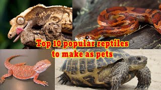 Top 10 popular reptiles to make as pets | World Wild Discovery | Animals