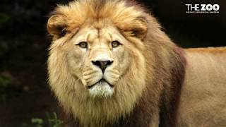 Belfast Zoo Barbary Lions Keeper Update