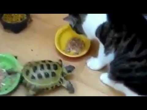 Злая черепаха.