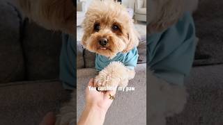 you can hold my paw #cutedogs #poodles #dogshortsvideo #puppylover