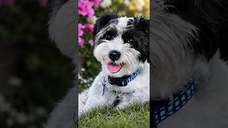 Muffy in RI - Havanese Rescue Inc
